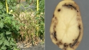 Выявление заболевания семенного картофеля - Кольцевая гниль картофеля