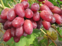 В Волгоградской области выявлено заражение партии импортного винограда