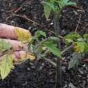Советы владельцам приусадебных и дачных хозяйств: признаки дефицита азота у растений
