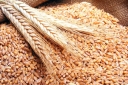 На территории Волгоградской области обнаружена партия пшеницы, засоренная семенами горчака
