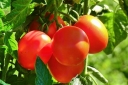 Вирусные и микоплазменные болезни томатов