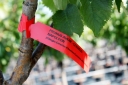 О закладке сада итальянских черешен в Ростовской области