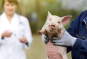 Предупреждение заболеваний свиней