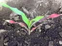 Значение уровня содержания фосфора в почве для растений
