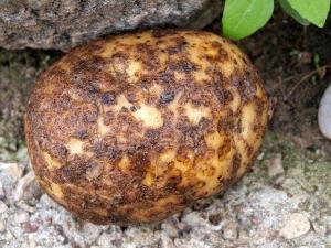 Рак картофеля - одна из коварных грибных карантинных болезней 