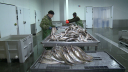 Ветеринарно-санитарное обследование рыбоперерабатывающего   предприятия в Астраханской области
