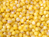 О выявлении семян амброзии полыннолистной в кукурузе