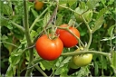 Как получить здоровые томаты на своем участке - полезные советы
