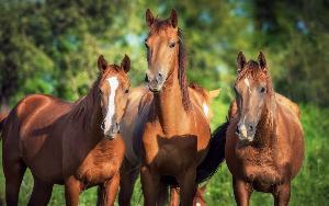 Минсельхоз РФ изменил ветправила по борьбе с вирусным артериитом лошадей