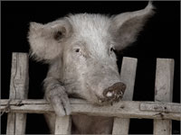 Инфекционные болезни свиней. Классическая чума свиней.