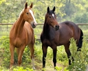 Новые ветеринарные правила борьбы с гриппом лошадей