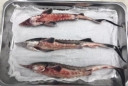 Специалисты рассказывают о бактериальной геморрагической септицемии (БГС) осетровых рыб