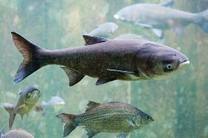 Что мы знаем о заболевании - ботриоцефалез рыб?
