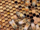 Варроатоз – болезнь современного пчеловодства