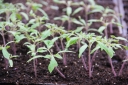 Советы владельцам дачных участков: как получить здоровую рассаду томатов 