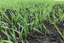 Фосфорные удобрения – одна из составляющих будущего урожая сельхозкультур