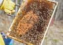 Обнаружение нозематоза пчел