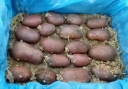 Подготовка семенного картофеля к посадке