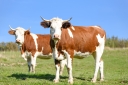 Правильный рацион – залог здоровья скота