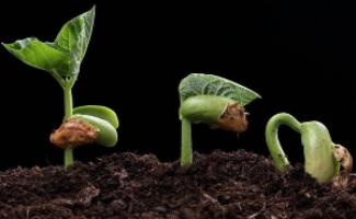 Как подготовить семена для улучшения всходов