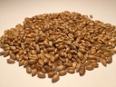 На территории Волгоградской области в партии зерна выявлены семена горчака ползучего