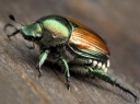 Многоядный вредитель растений - Японский жук