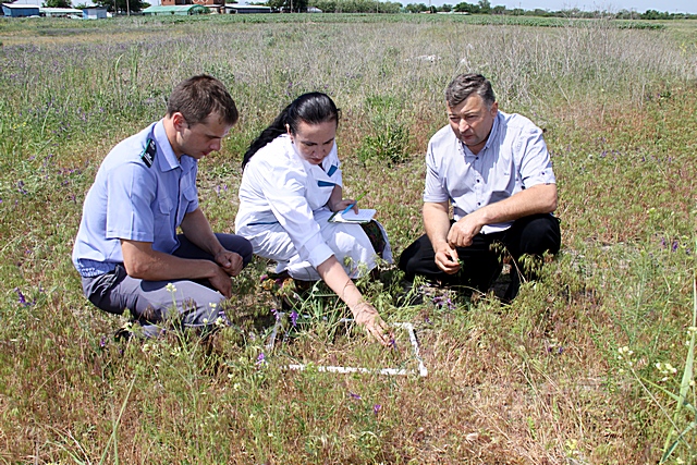Контроль качества почв на юге России в 2015 г. – как это было