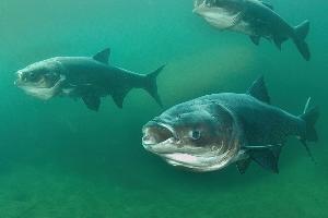 Миксоболез толстолобиков – инвазионная болезнь пресноводных рыб