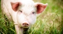Ветеринарные специалисты ФГБУ "Ростовский референтный центр Россельхознадзора" рассказали о вирусной болезни - классическая чума свиней