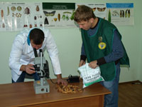 О результатах обследования подкарантинной продукции на территории Ростовской области с 30 января по 5 февраля 2009 года