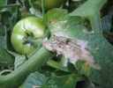 Обнаружение Южноамериканской томатной моли в Волгоградской области