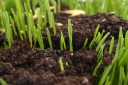Актуальные проблемы почвенного покрова сельхозугодий в Ростовской области