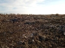 По результатам выездного обследования установлено загрязнение земель сельскохозяйственного назначения токсичными соединениями тяжёлых металлов