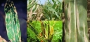 Карантинный объект - Пятнистость листьев кукурузы 