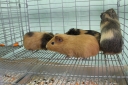 Требования, предъявляемые к лабораторным животным, используемым в ветеринарно-биологических испытаниях