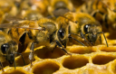 Позаботьтесь о сохранности пчёл