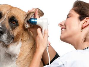 Профилактика аллергического отита у собак