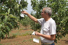 Мониторинг карантинных вредителей плодовых культур с использованием феромонных ловушек