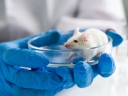 Использование лабораторных животных в диагностике заболеваний