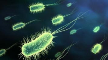 О полезных свойствах микроорганизмов