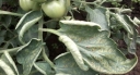 Вредитель овощных культур - красный томатный паутинный клещ