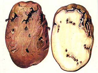 В картофеле продовольственном обнаружен опасный карантинный вредитель 