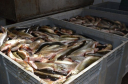 Ветеринарно-санитарное  обследование  рыбоперерабатывающего предприятия Астраханской области