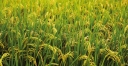 О патогенном вирусе растений – желтой пятнистости риса