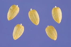 В партии пшеницы продовольственной обнаружены семена горчака ползучего