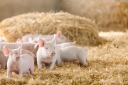 Министерство сельского хозяйства предлагает изменить ветеринарные правила по АЧС