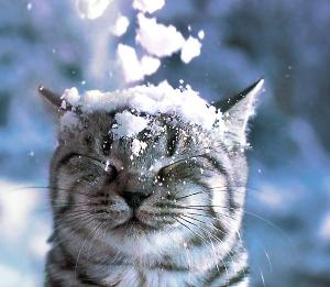 Как уберечь кошек от последствий зимнего времени года