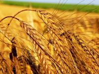Семена карантинных сорных растений обнаружены в партиях кукурузы, подсолнечника и пшеницы