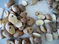 О выявлении семян импортного картофеля, несоответствующих требованиям посевного стандарта