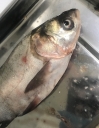 Специалистами Астраханского филиала в пробе рыбы выявлен возбудитель диплостомоза 
